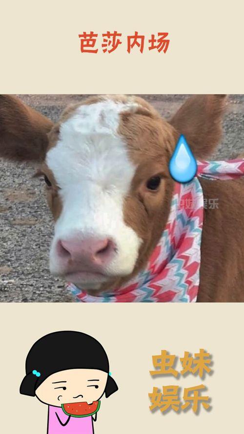 娱乐吃瓜酱肥猪猪,肥猪猪的趣味人生揭秘